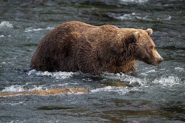 istock An Alaskan brown bear searching for salmon below Brooks Falls. 2239582207