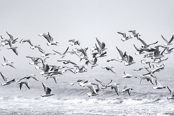 istock A large flock of flying seagulls on the ocean 2239582209