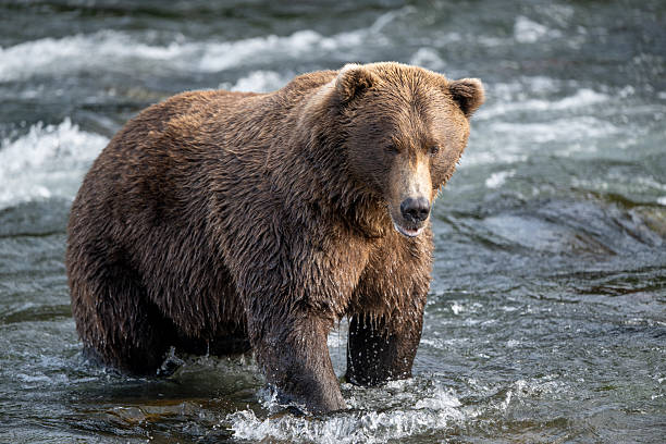istock An Alaskan brown bear searching for salmon below Brooks Falls. 2239582212