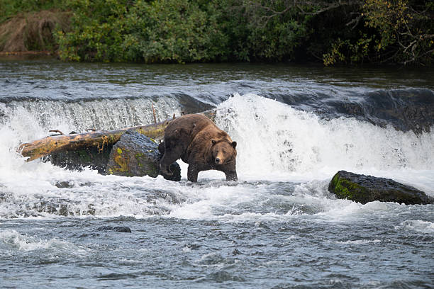 istock An Alaskan brown bear searching for salmon below Brooks Falls. 2239582215
