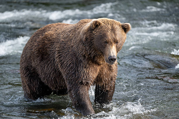 istock An Alaskan brown bear searching for salmon below Brooks Falls. 2239582223