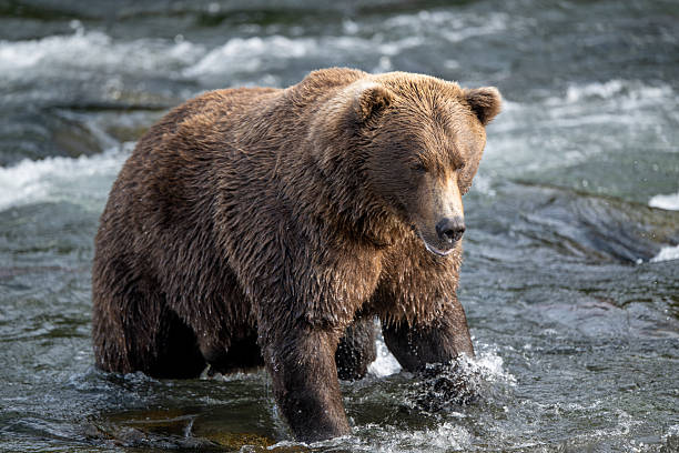 istock An Alaskan brown bear searching for salmon below Brooks Falls. 2239582226