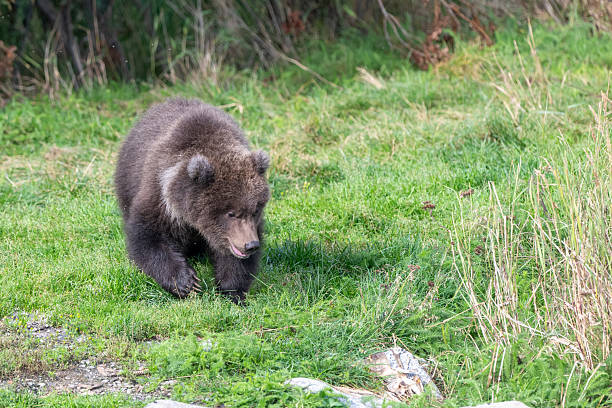 An alaskan brown bear cub walking in the grass near the shore of Naknek Lake in September in Katmai National Park