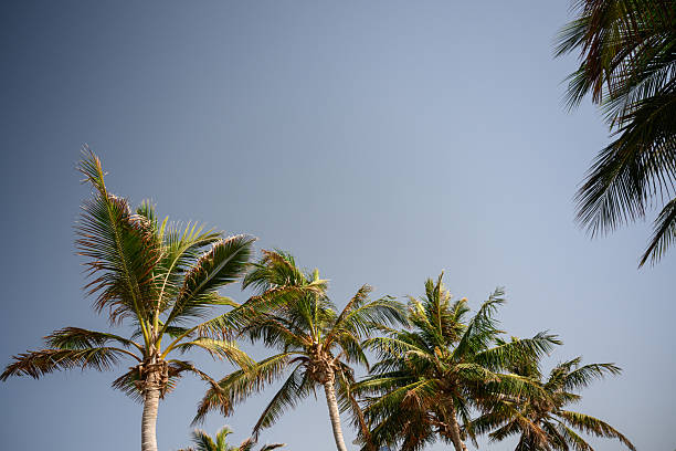 Low angle view of palm tree crowns reaching into an overcast grey sky, creating a peaceful tropical and coastal atmosphere.