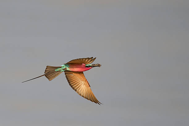 istock Southern Carmine Bee-eater 2239583660