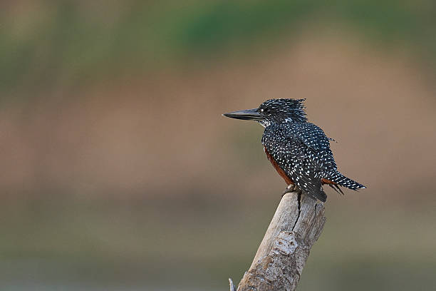 Kingfisher in a tree.
