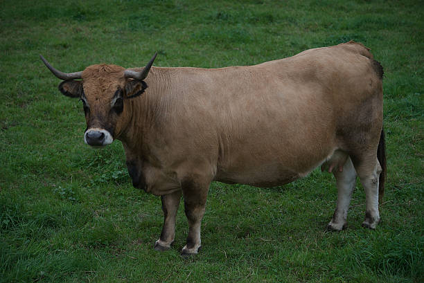istock Cow in their meadow in Auvergne 2239584970