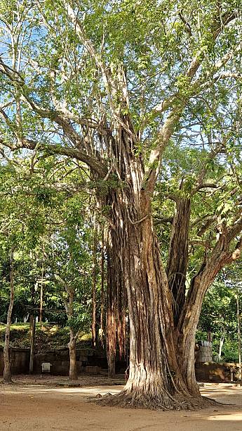 istock Mihintale buddhist temple in Sri Lanka - big tree 2239585407