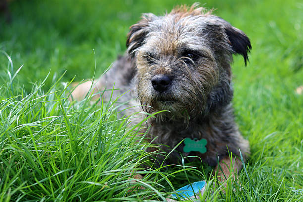 Border Terrier dog on the grass in the park.