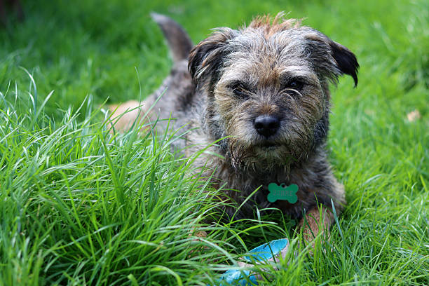 Border Terrier dog on the grass in the park.