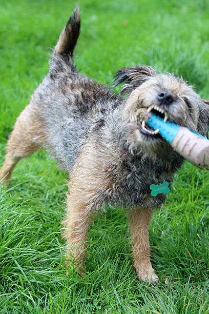 istock Funny hairy dog with a toy 2239585575