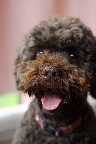 istock Cute companion dog. 2239585628