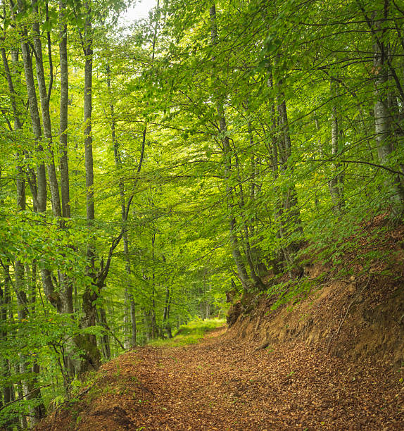 istock Amazing mountain forest in early autumn day. 2239587363