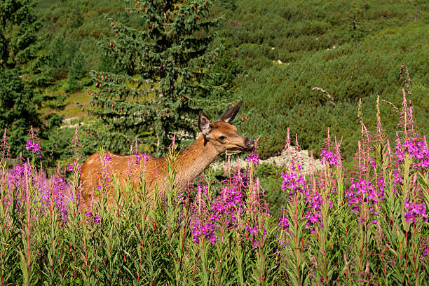 A young mule deer with new velvet antlers grazing in the Lamar Valley