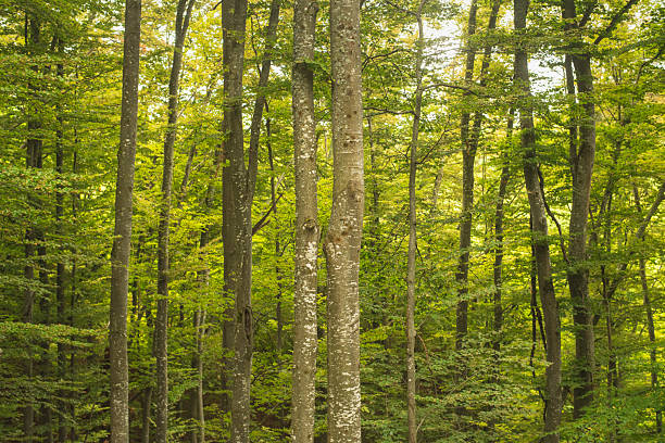 Amazing beech mountain forest in early autumn day.