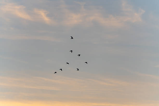 istock A group of birds flies in formation through the sky. 2239592291