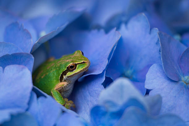 istock Closeup of a tiny Pacific tree frog resting in a vibrant, blue hydrangea bush 2239592523