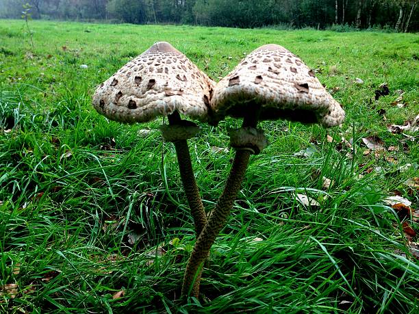 Two young, edible Parasol Mushrooms (Macrolepiota procera) growing closely together in a green meadow or clearing. The distinct, scaly caps and snakeskin-patterned stalks stand out from the tall grass. Photograph taken during the autumn mushroom season in Europe.