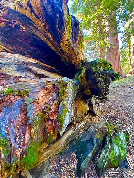 istock King’s Canyon National Park 2239593805