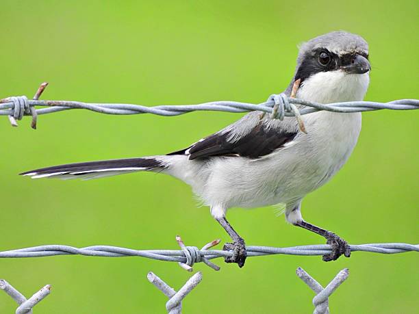 istock Loggerhead Shrike (Lanius ludovicianus) - perched on a barbed wire fence 2239594189