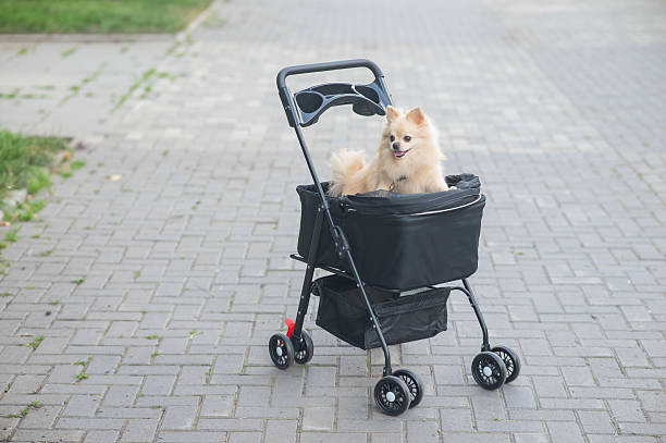 istock Cute spitz dog in pet stroller outdoors. 2239594270