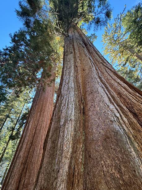 istock King’s Canyon National Park 2239594659