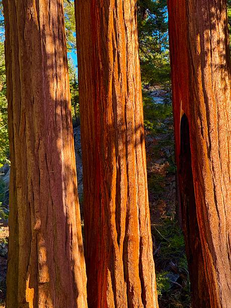 istock King’s Canyon National Park 2239594699