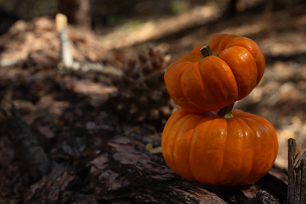 Two bright orange pumpkins sit neatly on a fallen log in a quiet forest. Soft sunlight filters through the trees, illuminating the autumn scene.