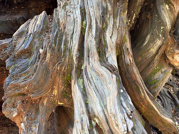 Huge mountains, rugged foothills, deep canyons, and the world’s largest trees make up the landscape of Sequoia NP.