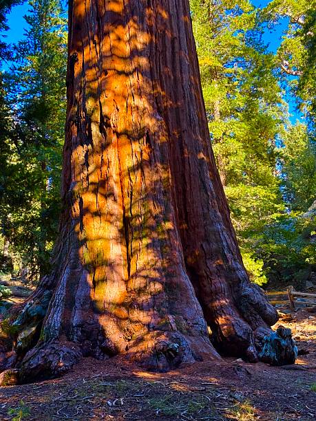 istock King’s Canyon National Park 2239595834