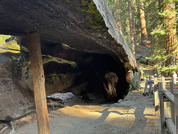 Huge mountains, rugged foothills, deep canyons, and the world’s largest trees make up the landscape of Sequoia NP.