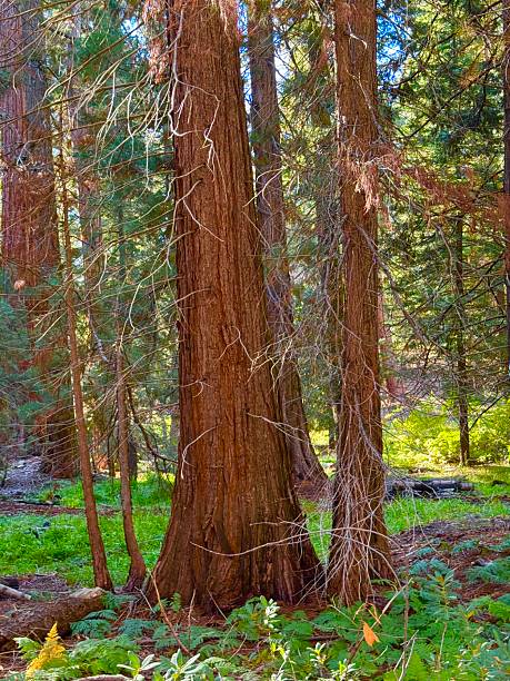 istock King’s Canyon National Park 2239596033