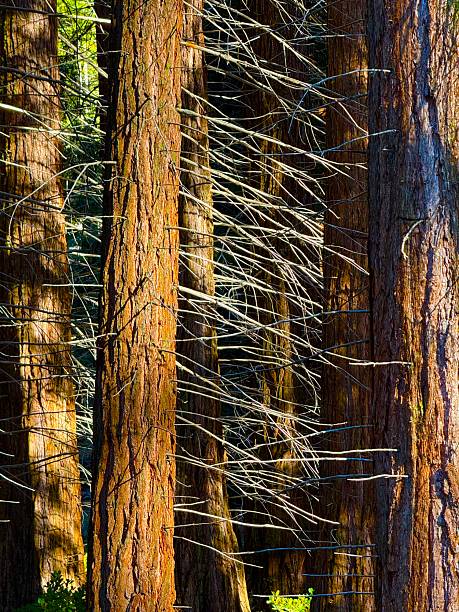 Huge mountains, rugged foothills, deep canyons, and the world’s largest trees make up the landscape of Sequoia NP.