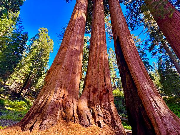 Huge mountains, rugged foothills, deep canyons, and the world’s largest trees make up the landscape of Sequoia NP.