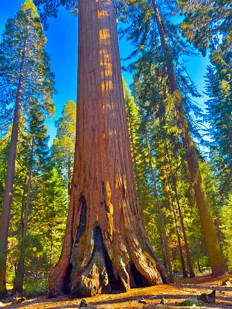 istock King’s Canyon National Park 2239596162