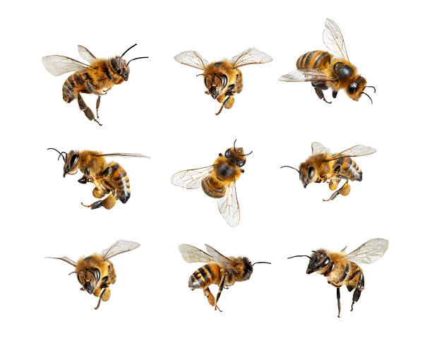 istock Set of flying honey bees with pollen isolated on white background 2239598109