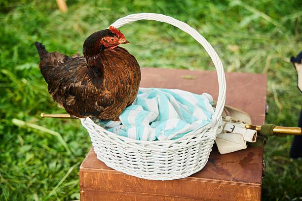 A chicken sits on a vintage grocery basket