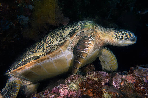 istock Giant Sea Turtle, Indonesia 2239600614