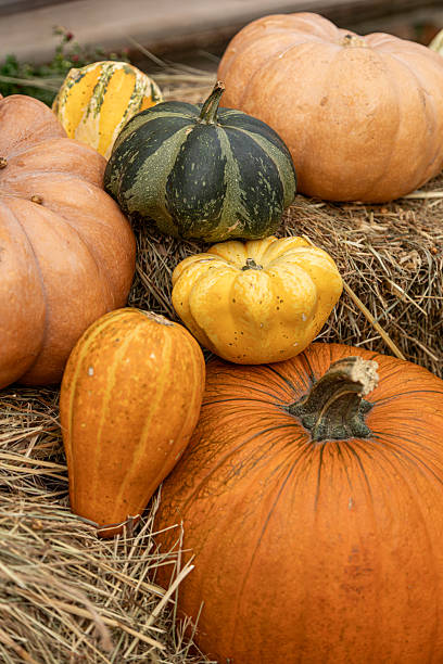 istock Pumpkins and gourds on hay bale, rustic autumn harvest decoration 2239602776