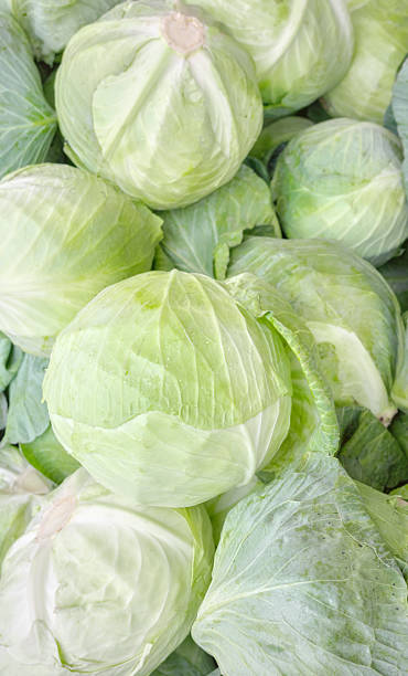 istock Close up photo of organic white cabbage, selective focus. 2239603373