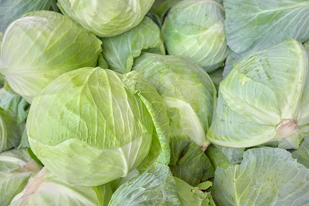 istock Close up photo of organic white cabbage, selective focus. 2239603404
