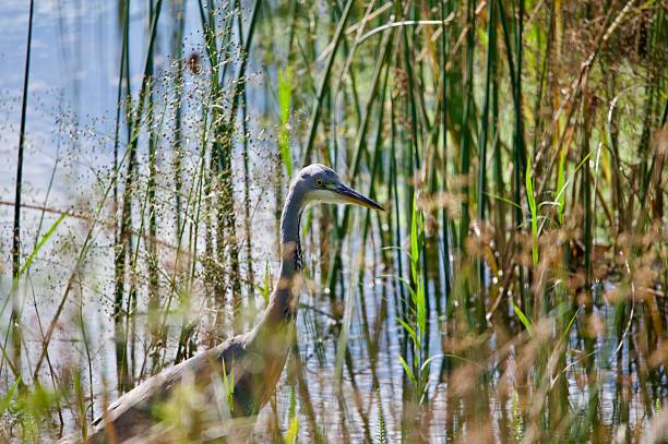istock Grey Heron water wader bird perched in water 2239603907