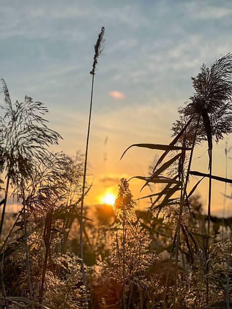 istock Reeds silhouetted against a golden hour sunset 2239603964