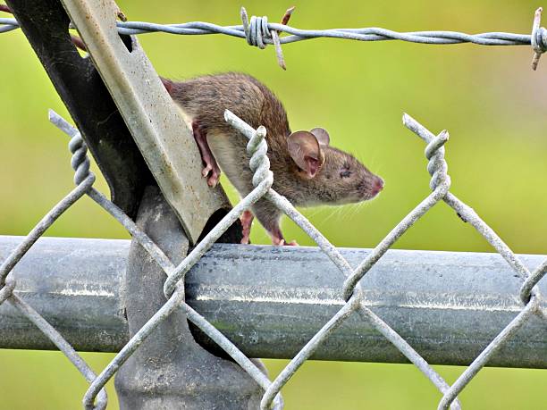 Field mouse - profile