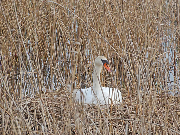 a white swan in its nest in a lake
