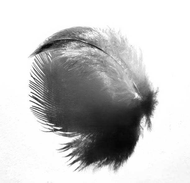 istock Closeup of a small, silky feather isolated against a plain, white background creating a beautiful abstract with its shadow due to strong side lighting. 2239605108