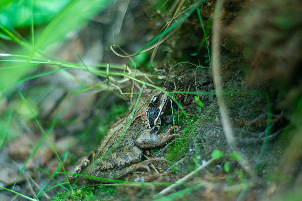 Lithobates sylvaticus or Rana sylvatica, commonly known as the wood frog