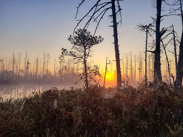 A magical and atmospheric sunrise in Cena Bog (Cenas tīrelis), Latvia. The golden sun rises through the morning mist, illuminating the sparse bog pines and the colorful vegetation in the foreground. This scene captures the quiet, pristine beauty of the Latvian wilderness at dawn.