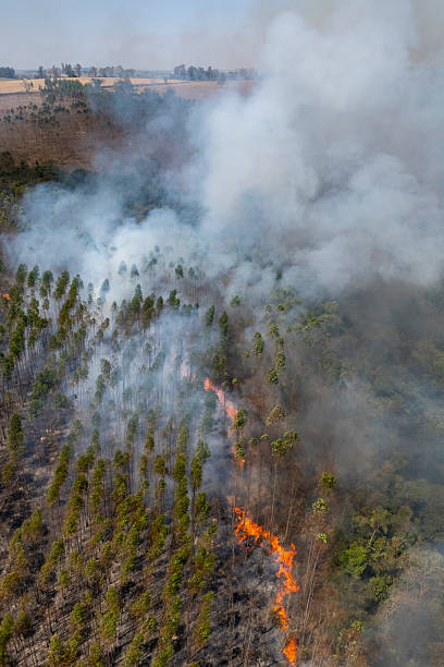 istock Forest fire in an eucalyptus plantation 2239607757
