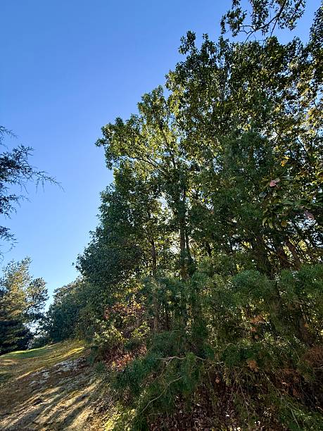 istock Autumn Trail Covered With Horse Chestnuts Leaves 2239608674